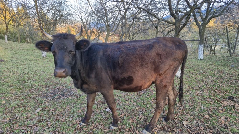Vând jurinca gestanta in 7 luni jumătate
