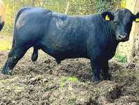 Taurasi Angus de Prasila