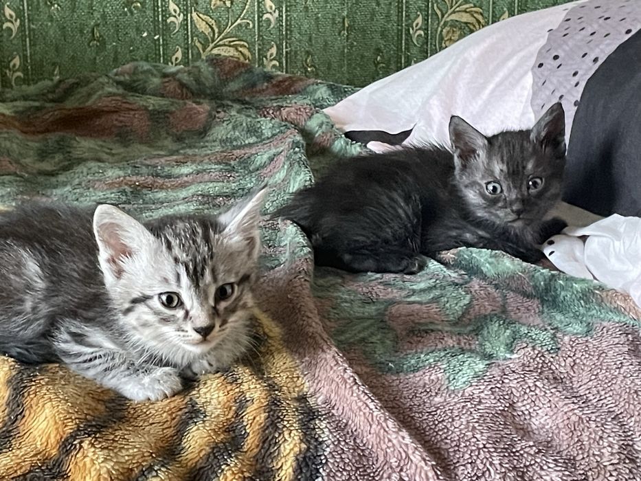 Отдам котят в добрые руки !