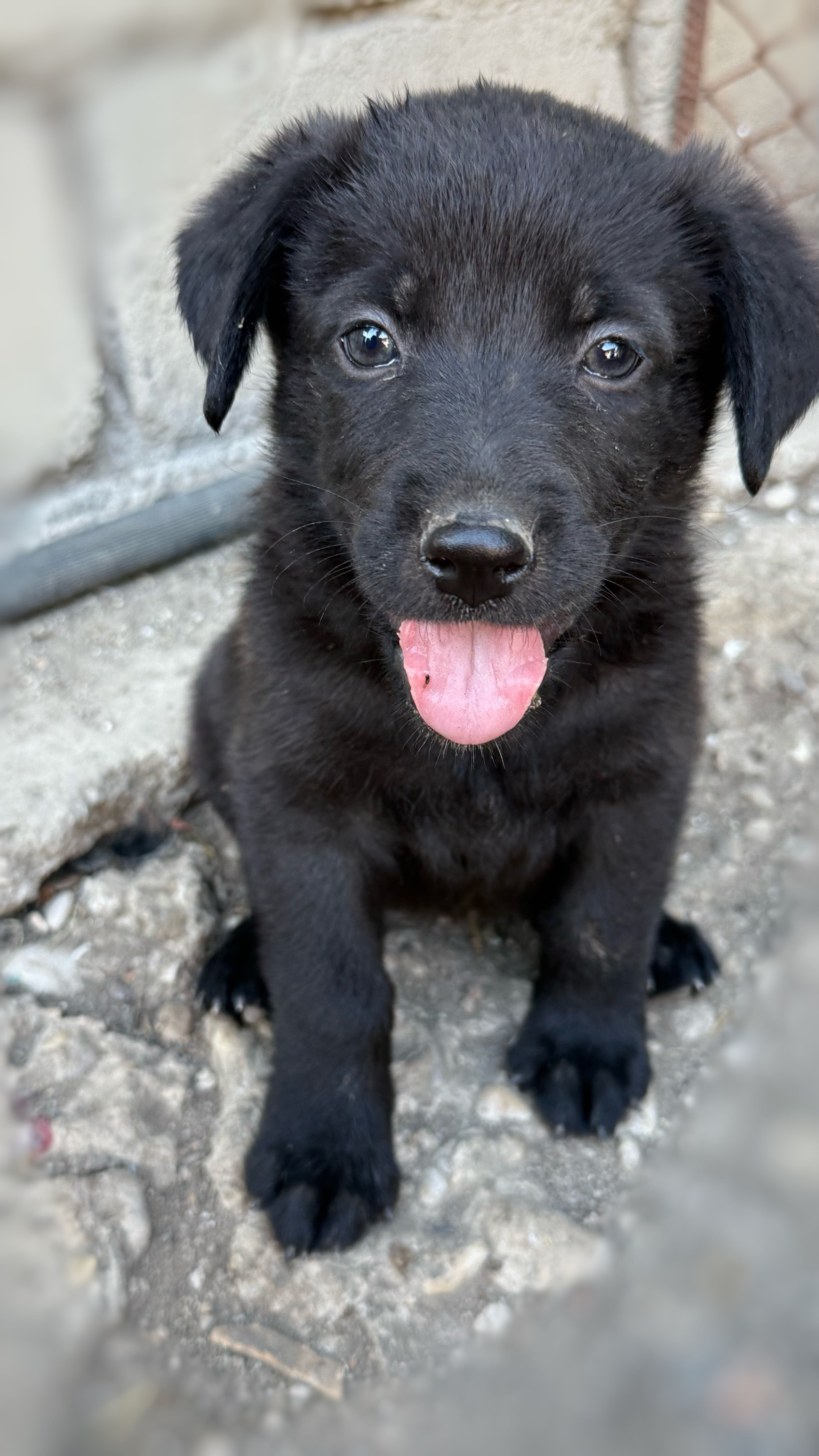 Cățeluși spre adopție