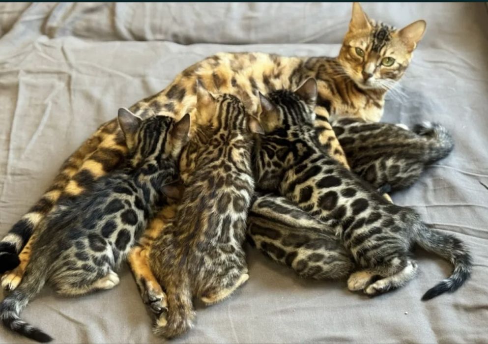 Продаётся бенгальские котята