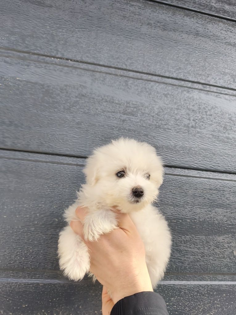Bichon maltez mini-toy