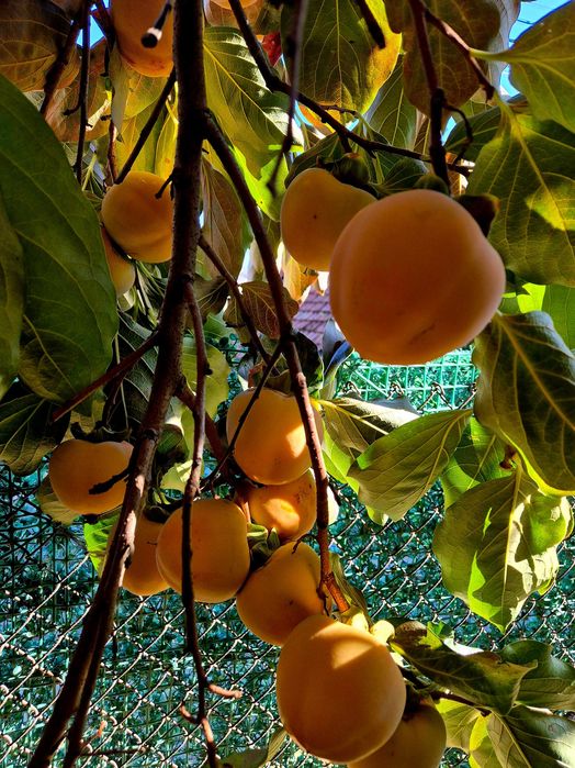 Домашна Райска Ябълка