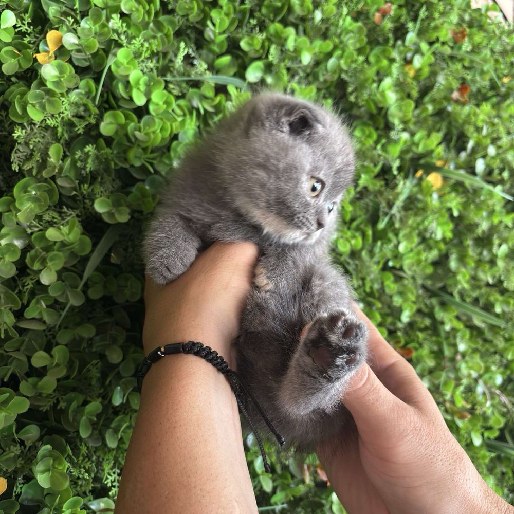 Шотландски и британски котета