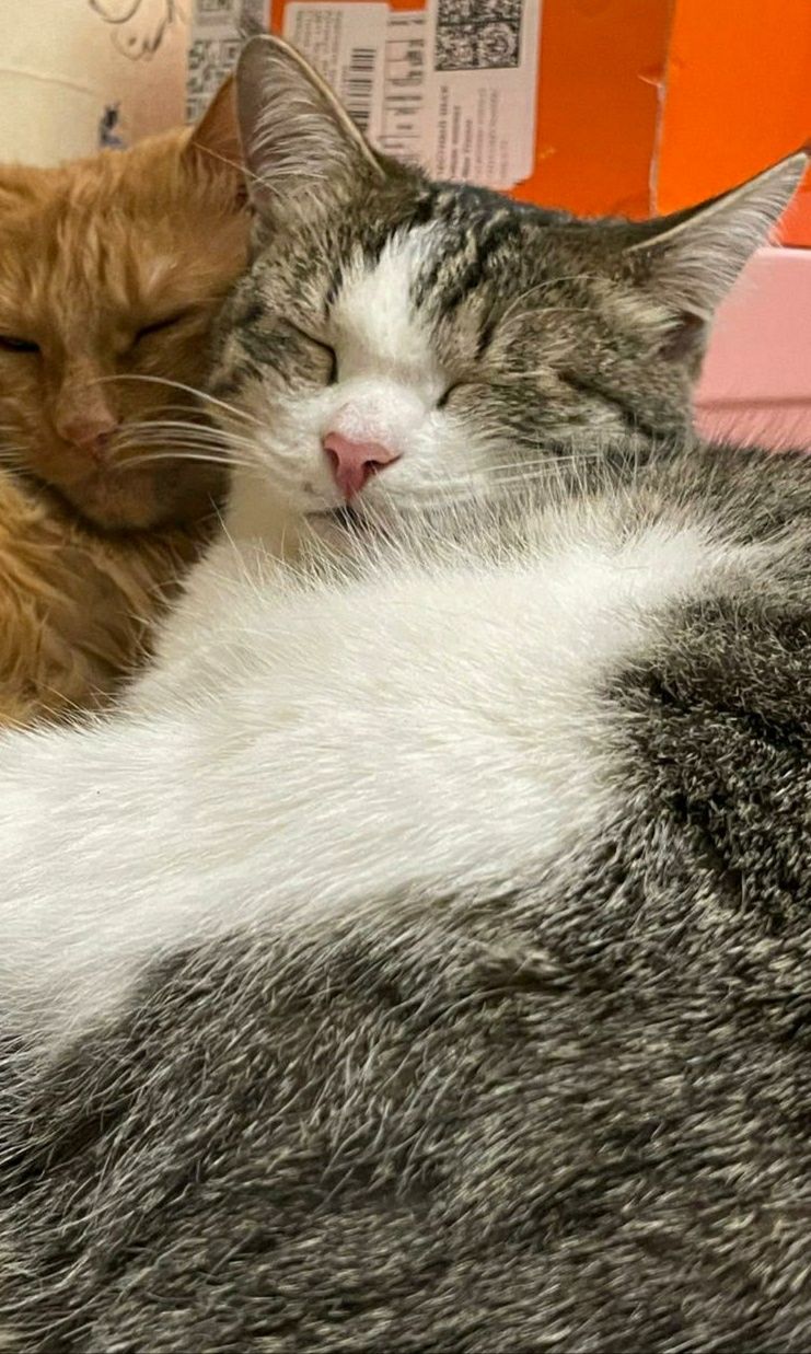 Котик ищет дом. В добрые руки