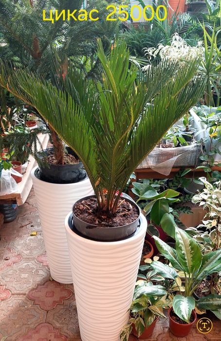 Цикас 25000 тенге высота 60 см без горшка есть много других цветов