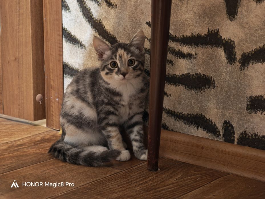 Отдам котенка 6 месяцев девочка