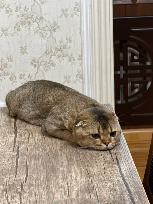 Приглашаем девочек на вязку