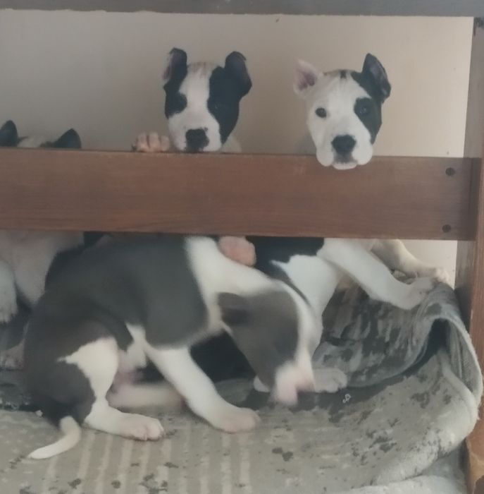 Шеночки американский пит бул