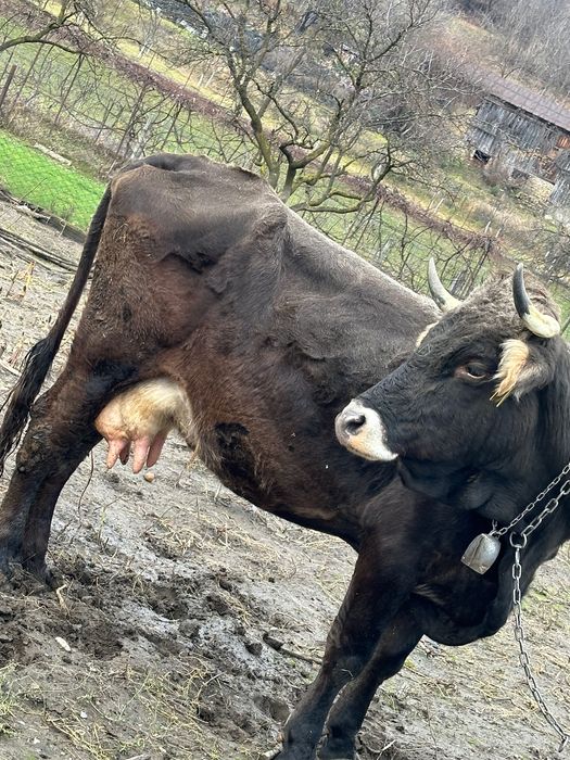 Vacă gestantă în 4 luni