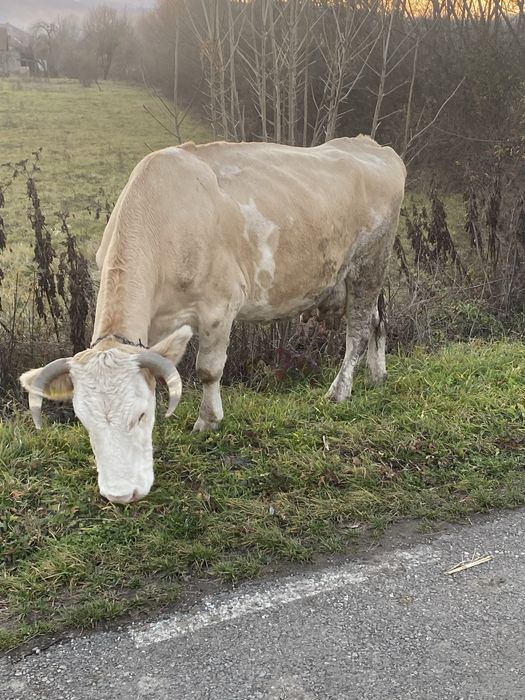 Vand vaca de tinut cu lapte