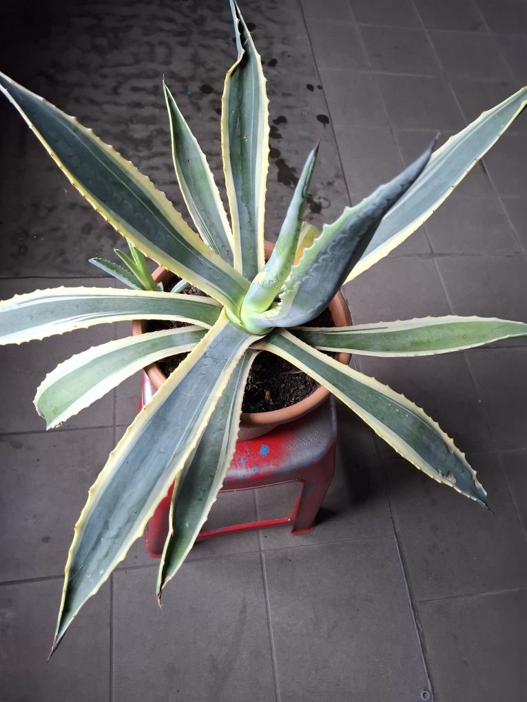 Smochin, agave yuka