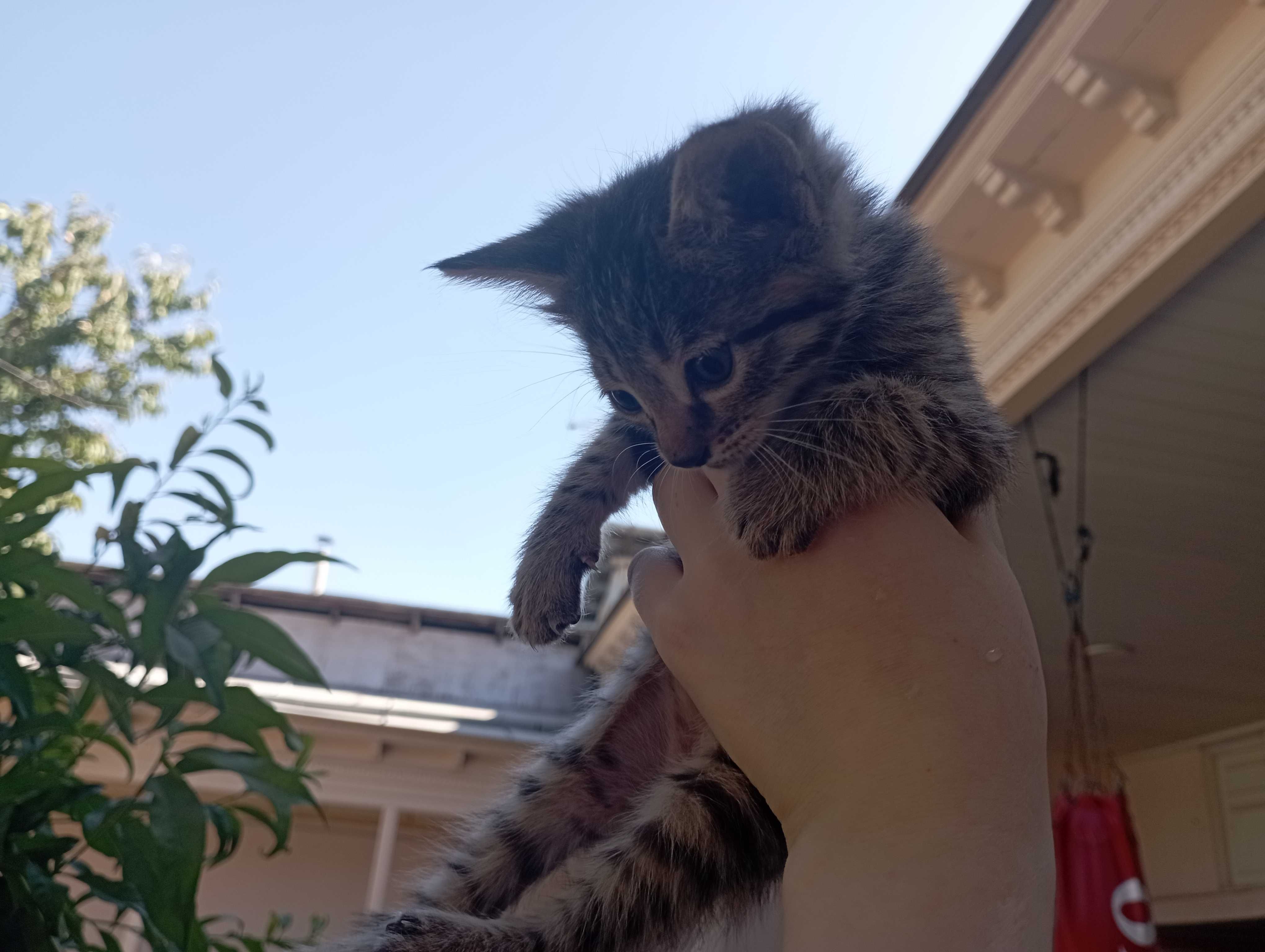 Отдам котят даром