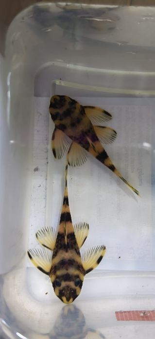 Vând pești acvariu L168