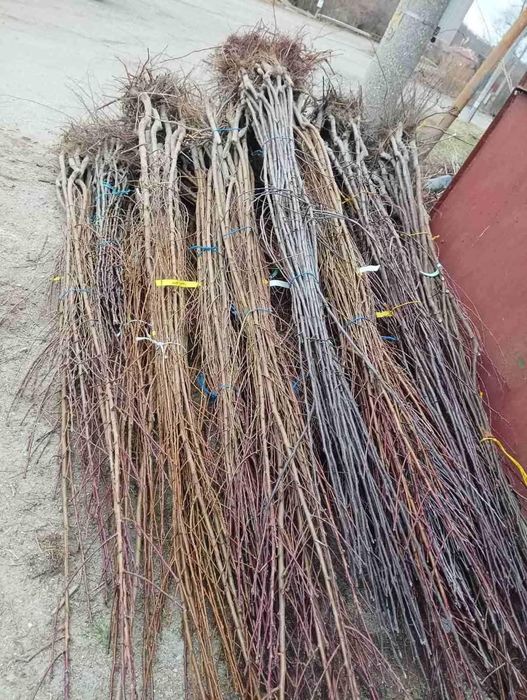 Лозов посадъчен материал и овощен посадъчен материал