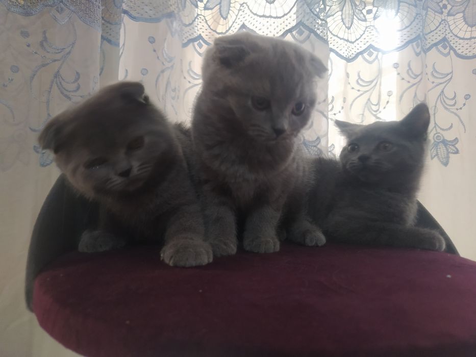 Продаются котята