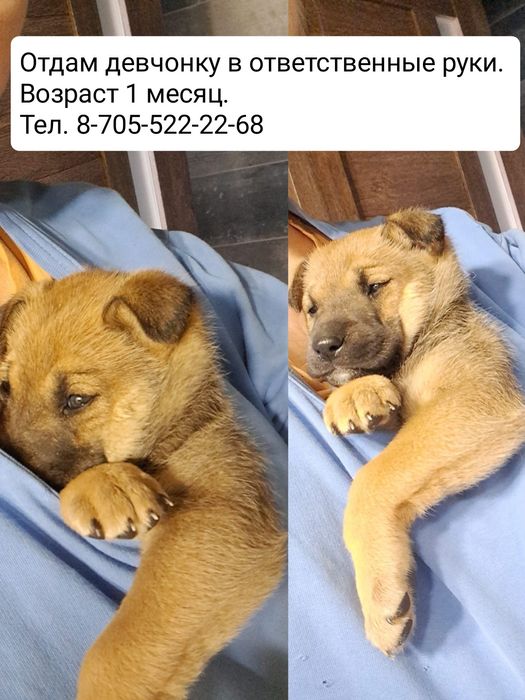 Щенок девочка ищет дом