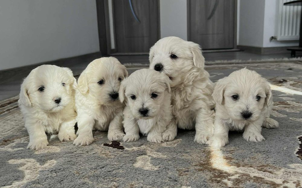 Bichon maltez 500 lei negociabil