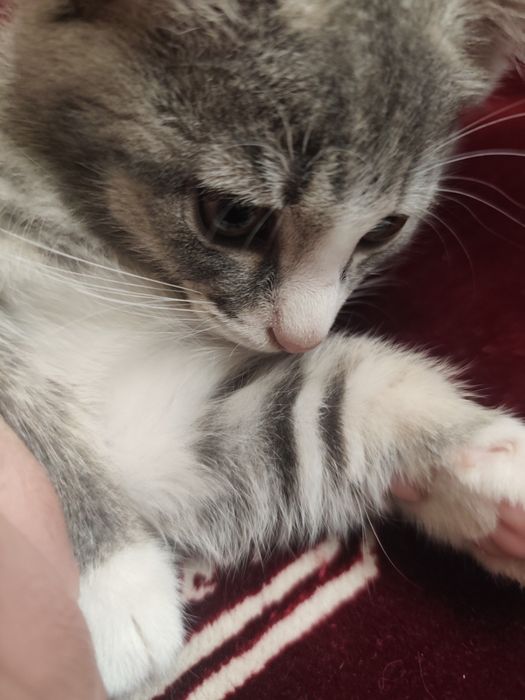 Mushuk hadyaga beriladi.