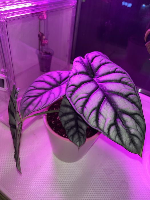 Алоказия Сильвер Драгон