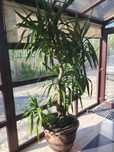 Yucca, planta decorativa impresionanta, deosebita, cu ghiveci elegant