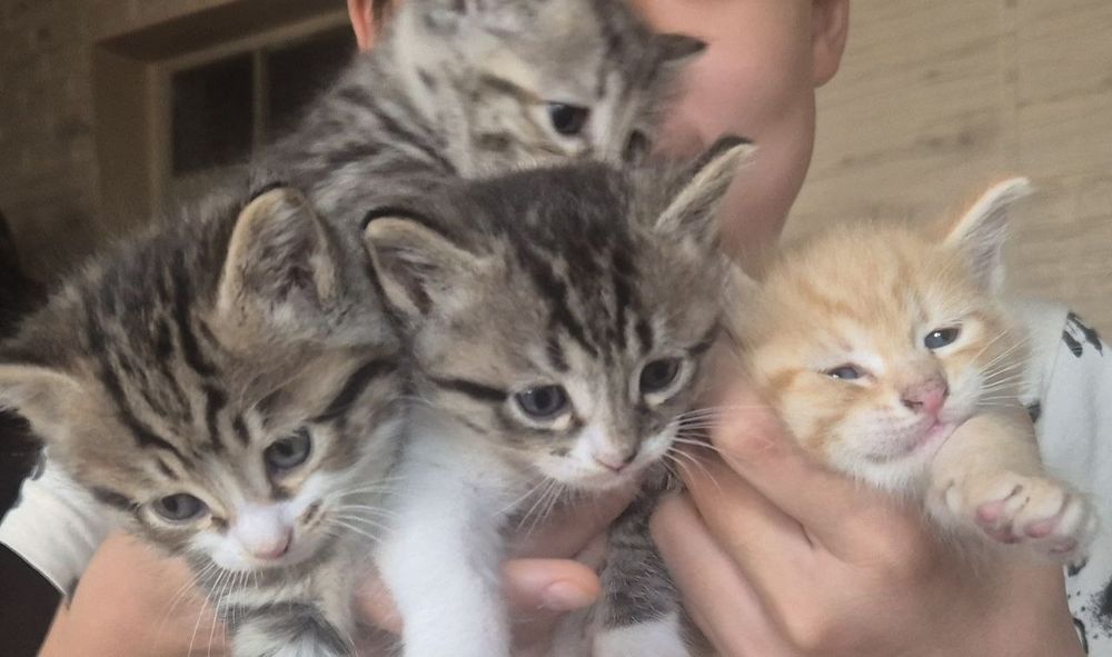 Отдам в хорошие руки домашних, умненьких и хорошеньких котят 1.5 месяц