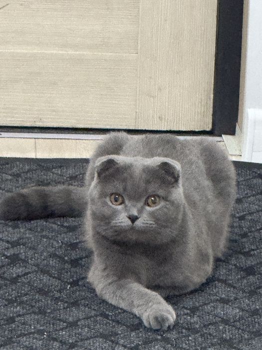 Ищем жениха кота