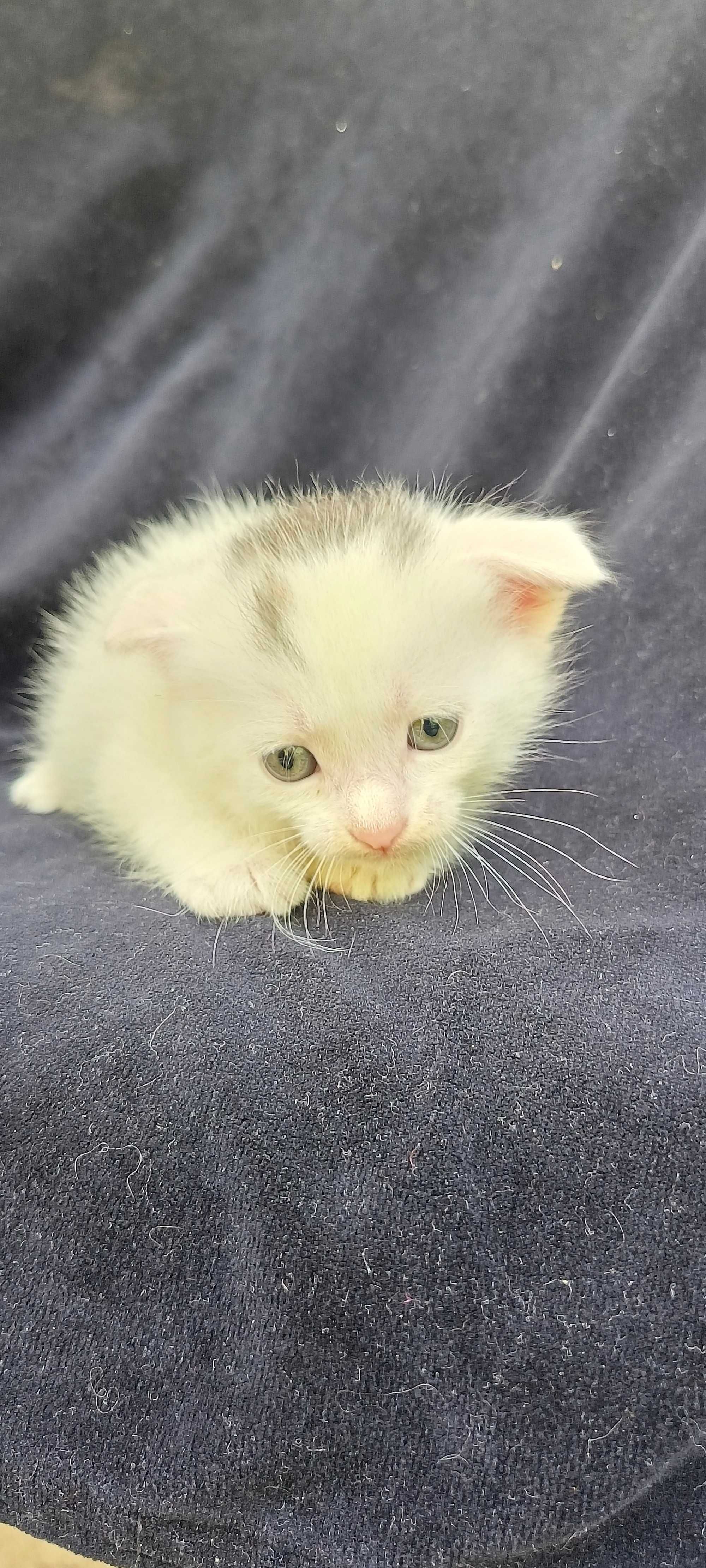 Котята вислоухие один белый и один серый есть и страйт два белых !