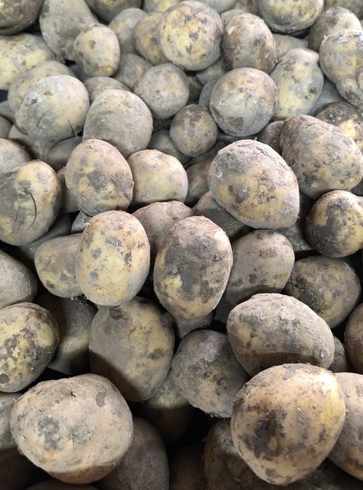 Картошка Оптом 160 тенге