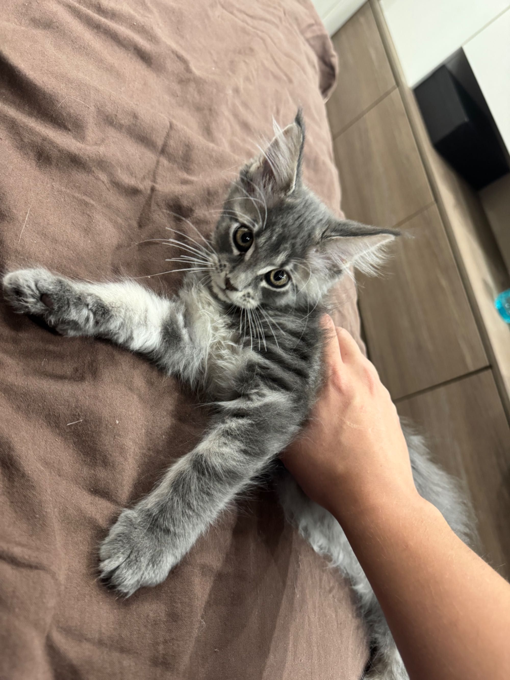 Мейн куун на 3 месеца