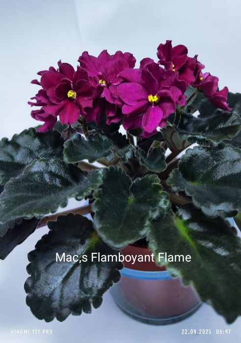 Продам детки сортовых фиалок, глоксиний