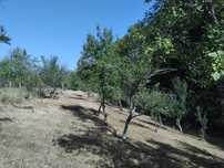 Teren intravilan 2.450 mp - Moșoaia.  PROPRIETAR