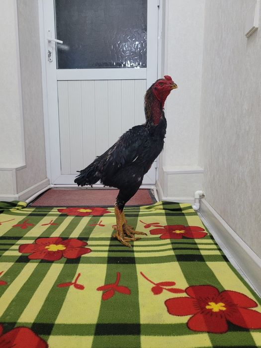 Корея 4.5-5 кг атрофида турловдан чиквои