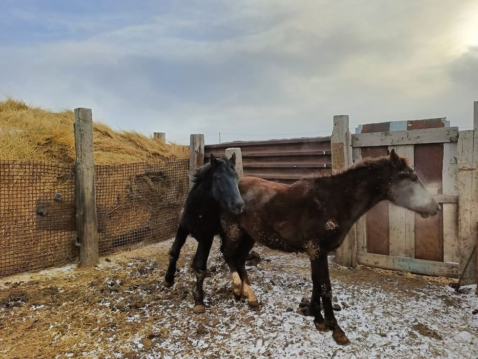 Лошадь жирный хорошый