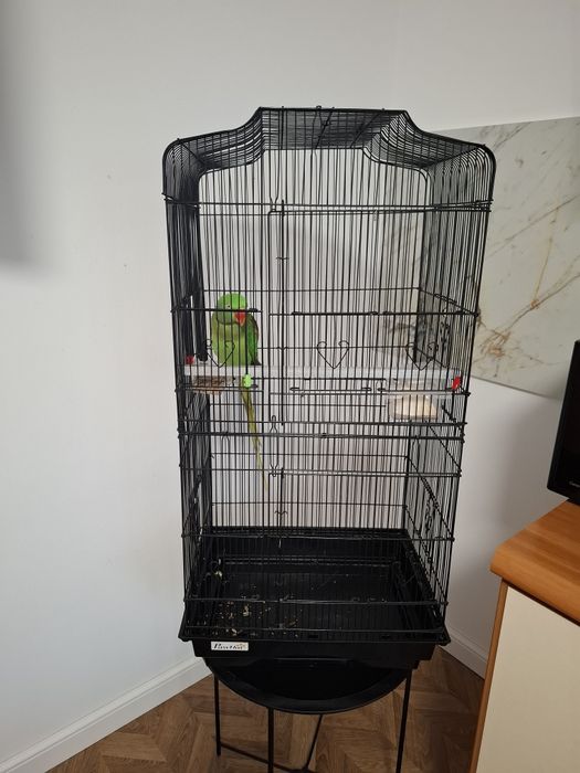 Animale de companie