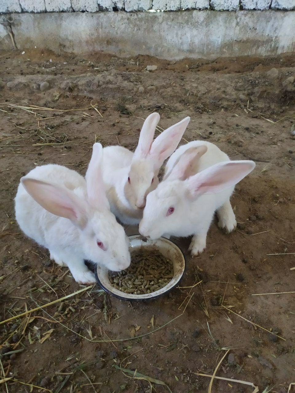 Куён сотилади. Продам кроликов  самсов.