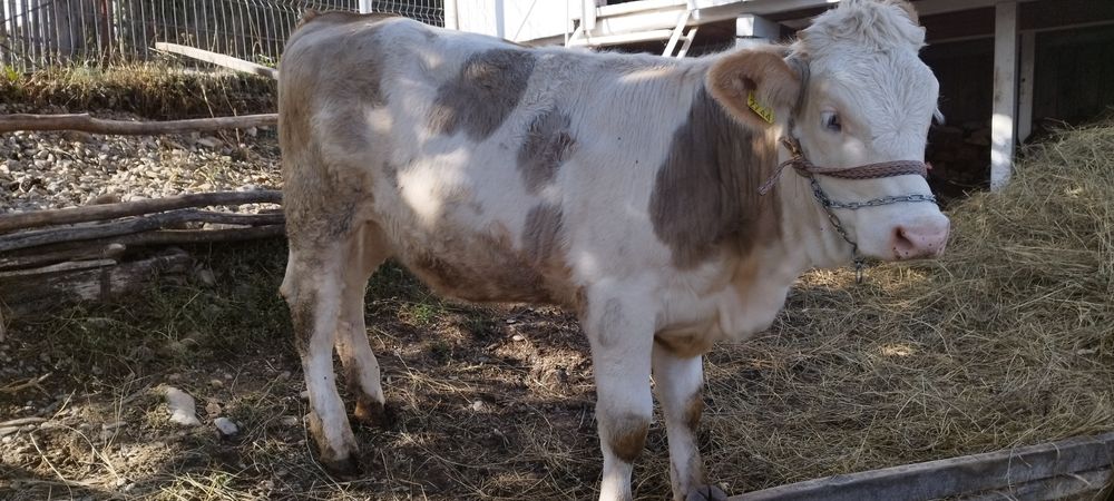 Vând doua vițele crescute bio din zonă de deal de 6 luni respectiv 4