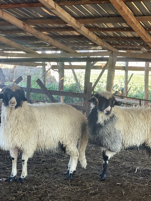 Carlani si miori brezi