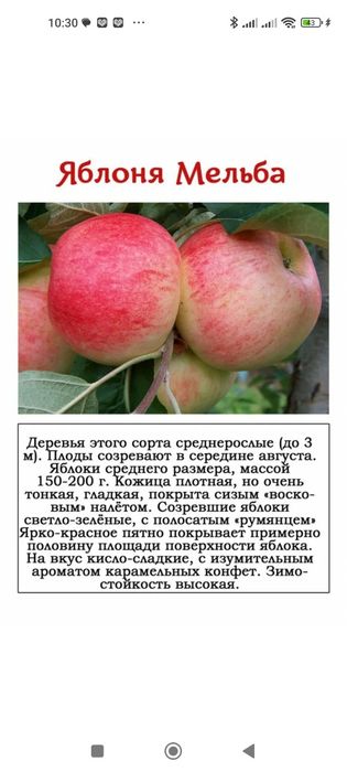Саженцы яблони сам прививал