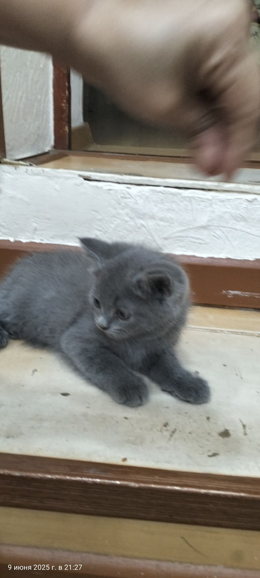 шотландские котята