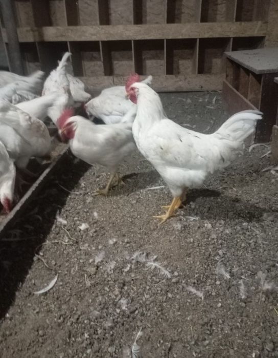 В наличии! Куры несушки Леггорн 1500 тг.