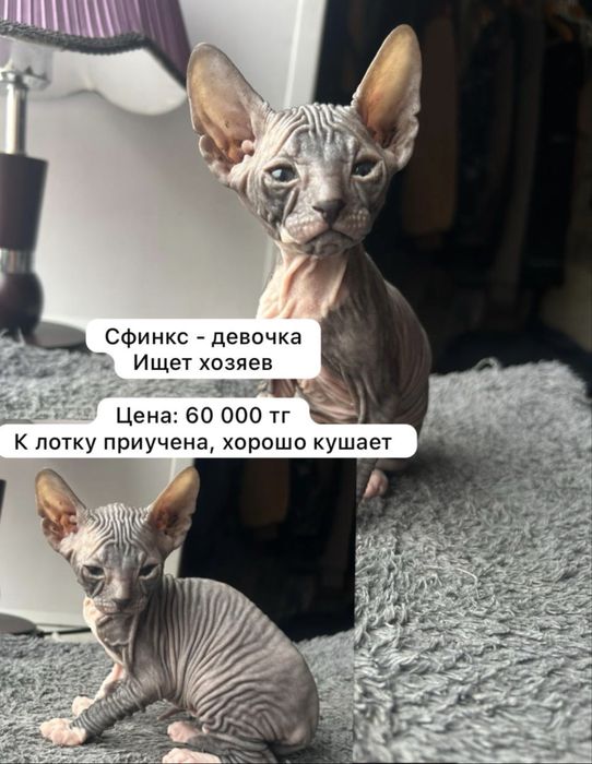 Продам котёнка девочку породы Сфинкс