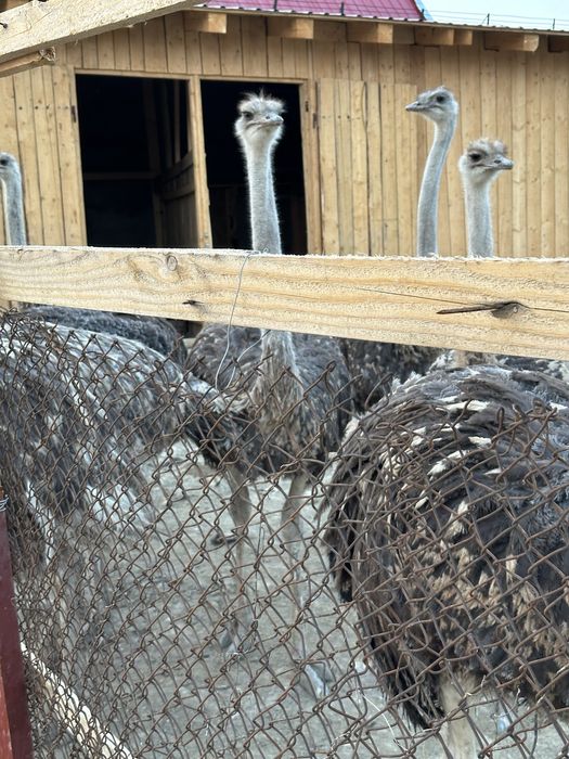 Oua de strut proaspete pentru consum sau incubat