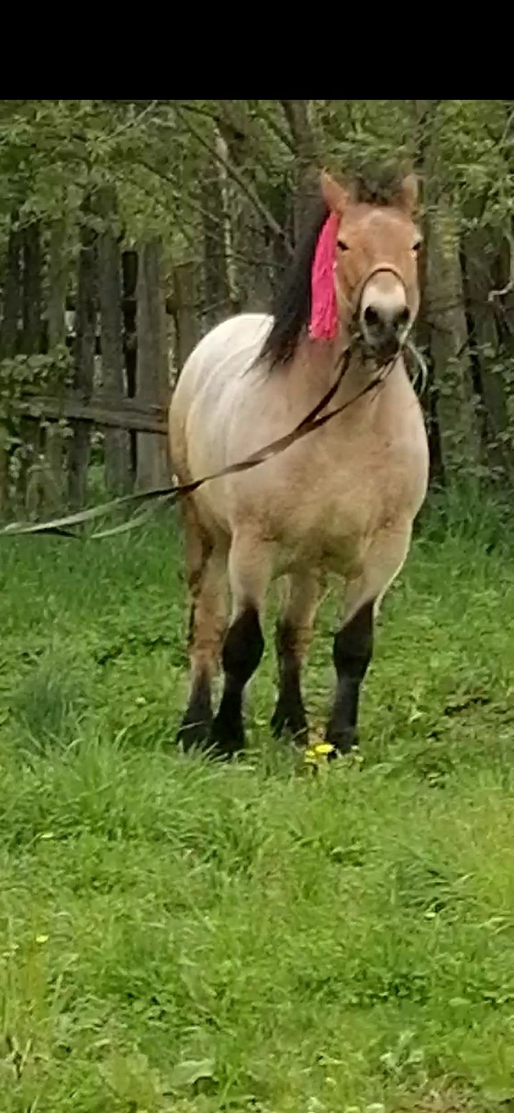 De vânzare cai de pădure