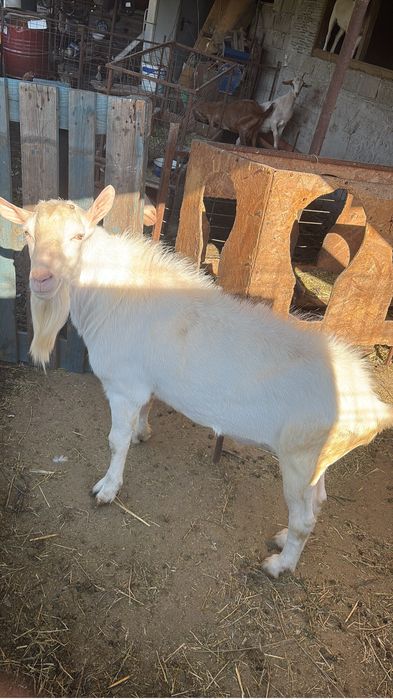 Vand Țap sannen ,capra ,2 iede