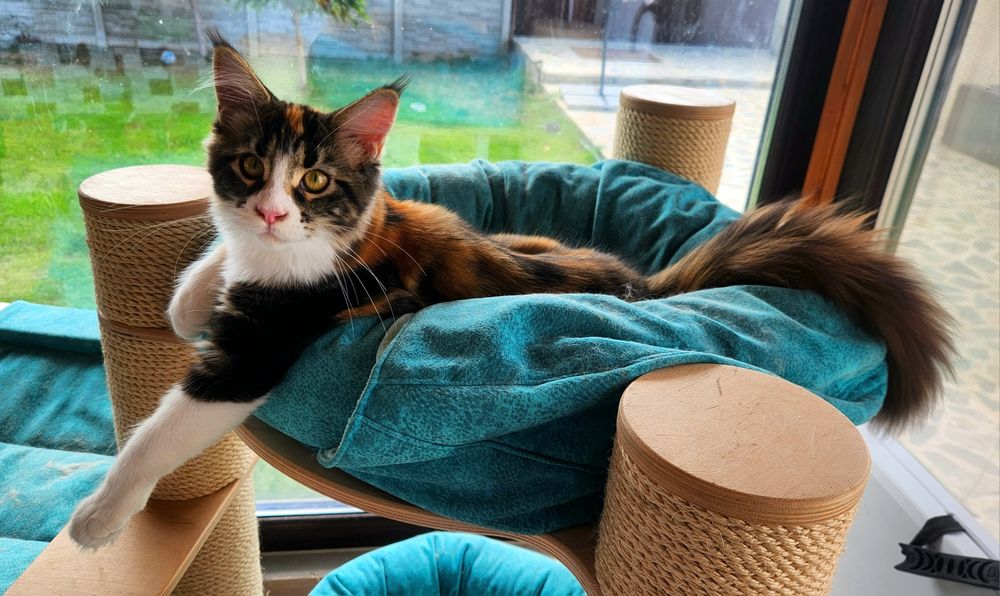 Pisică Maine Coon- superba Freea