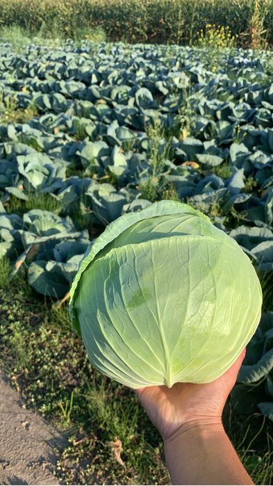 Varsa plata pentru murat