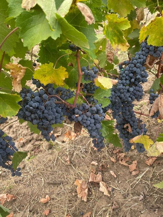 Struguri Merlot - 2,5 lei/kg - Sapoca, Buzau