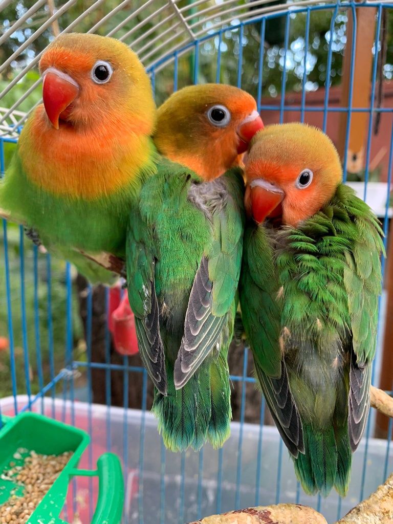 Pui papagali agapornis fischeri blanzi crescuti la seringa (lovebird)