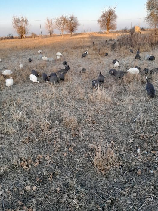 Мясо цесарки продаются